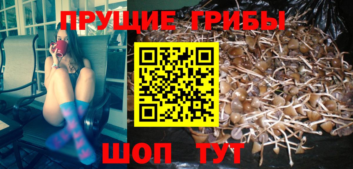 Псилоцибиновые грибы мицелий Пушкино